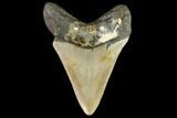 Fossil Megalodon Tooth - North Carolina #109872-2